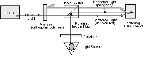 SDF imaging device,sepsis,blood poisoning,pyemia,pyohemia,Sidestream Dark Field(SDF)