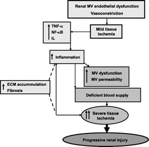 Renal microcirculation,kidney microcirculation