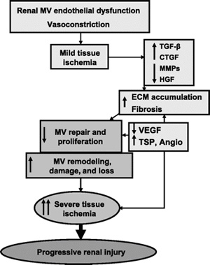 Renal microcirculation,kidney microcirculation