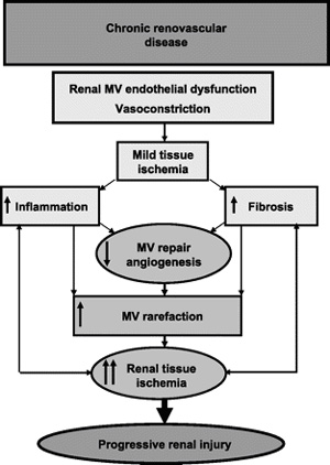 Renal microcirculation,kidney microcirculation