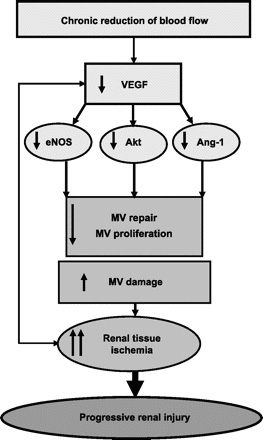 Renal microcirculation,kidney microcirculation