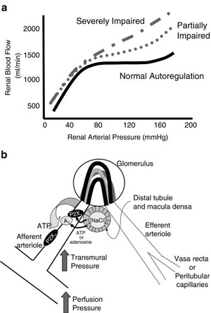 Renal microcirculation,kidney microcirculation