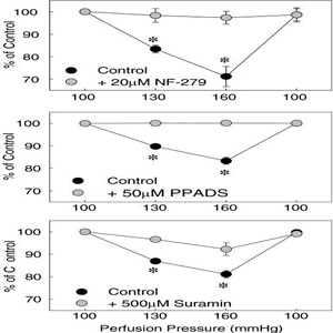 Renal microcirculation,kidney microcirculation