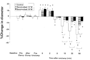 Cerebral microcirculation, brain microcirculation