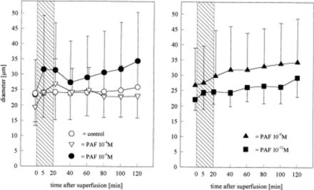 Cerebral microcirculation, brain microcirculation