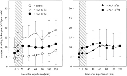 Cerebral microcirculation, brain microcirculation