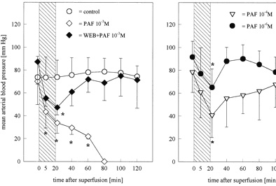 Cerebral microcirculation, brain microcirculation